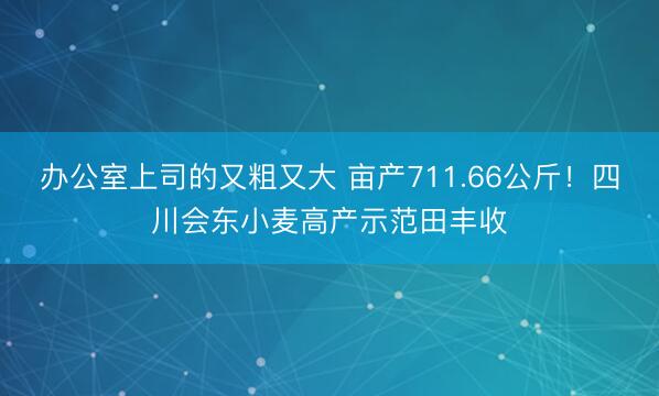 办公室上司的又粗又大 亩产711.66公斤！四川会东小麦高产示范田丰收